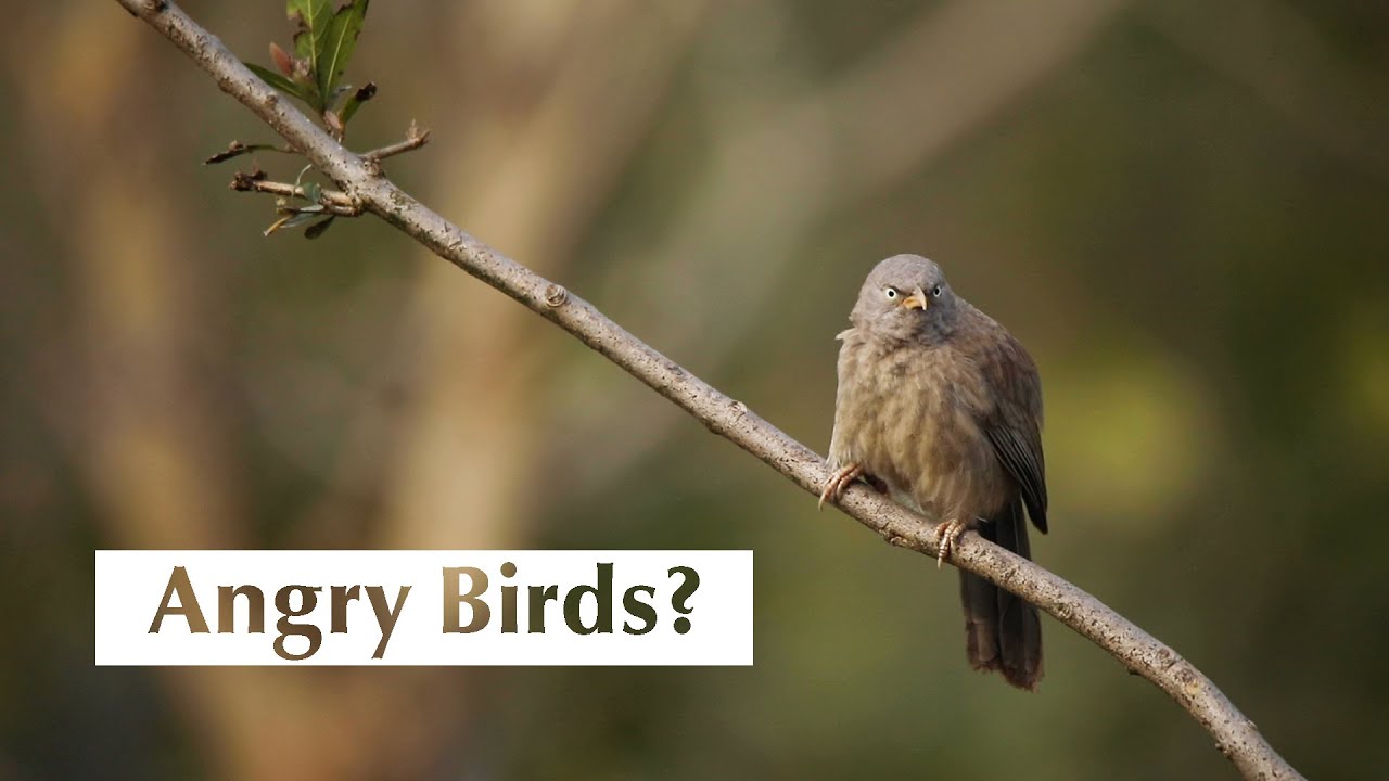 The Jungle Babblers: Jungle's Best-Kept Secret| Uncover the Babblers' Language|@RoundglassSustain