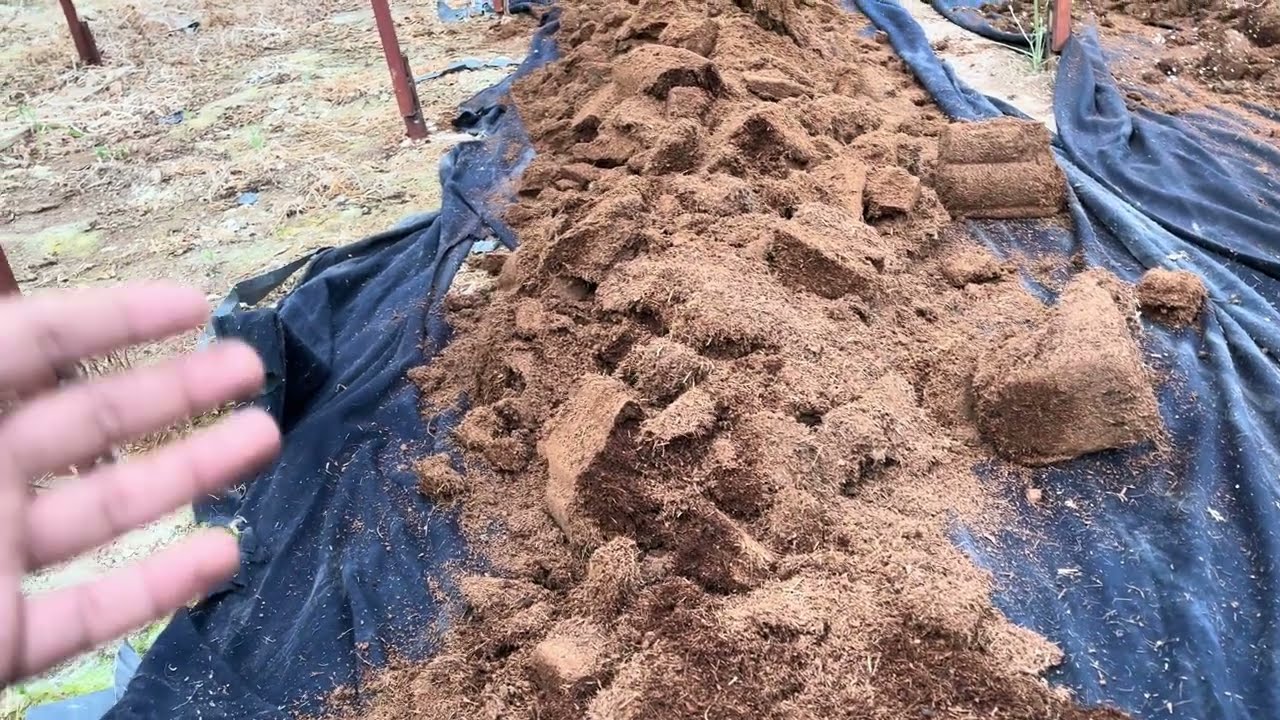 Topraksız Tarım 18 - Kokopit (Cocopeat) Temizleme