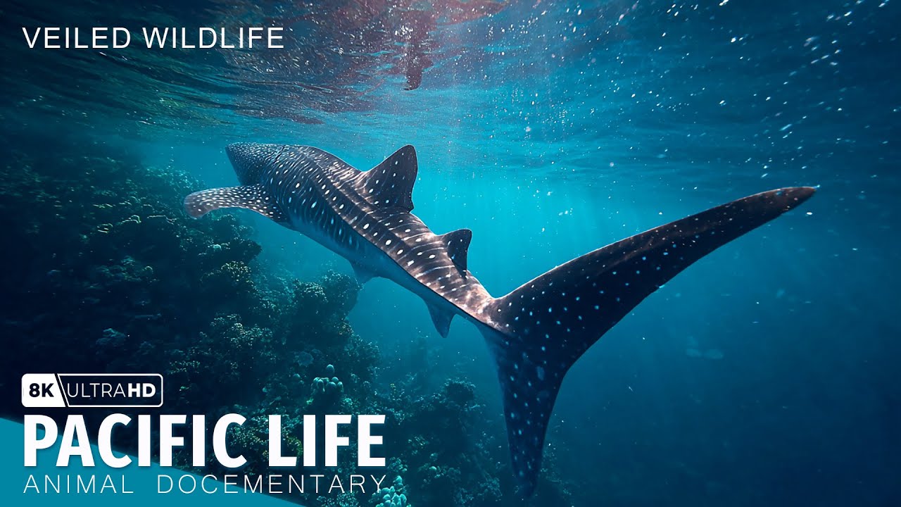 Unseen Ocean | The Pacific Ocean, a vast habitat for animals!