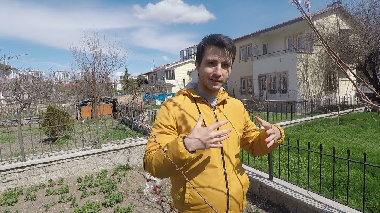 Meyve Ağaçlarında Soğuk Zararı - Çiçeklerde Don Zararı Belirleme