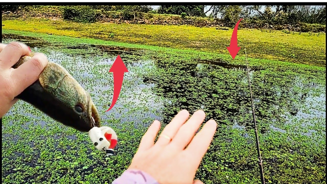 Barragem aberta pra pesca no RS! Santo Antônio da Patrulha! Pescaria de traíra no outono!