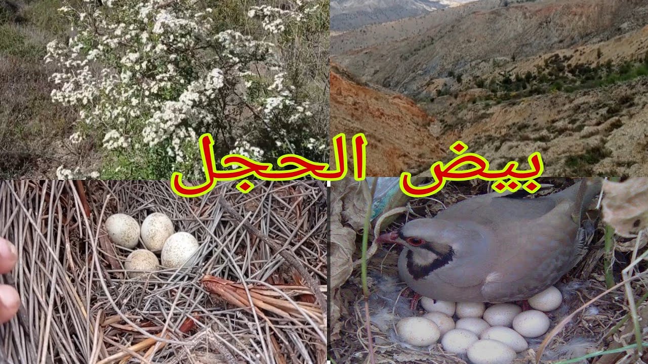 أخيرا لقيت الحجل فين كيبيض في جبال الريف الحجل البري#واد_غيس