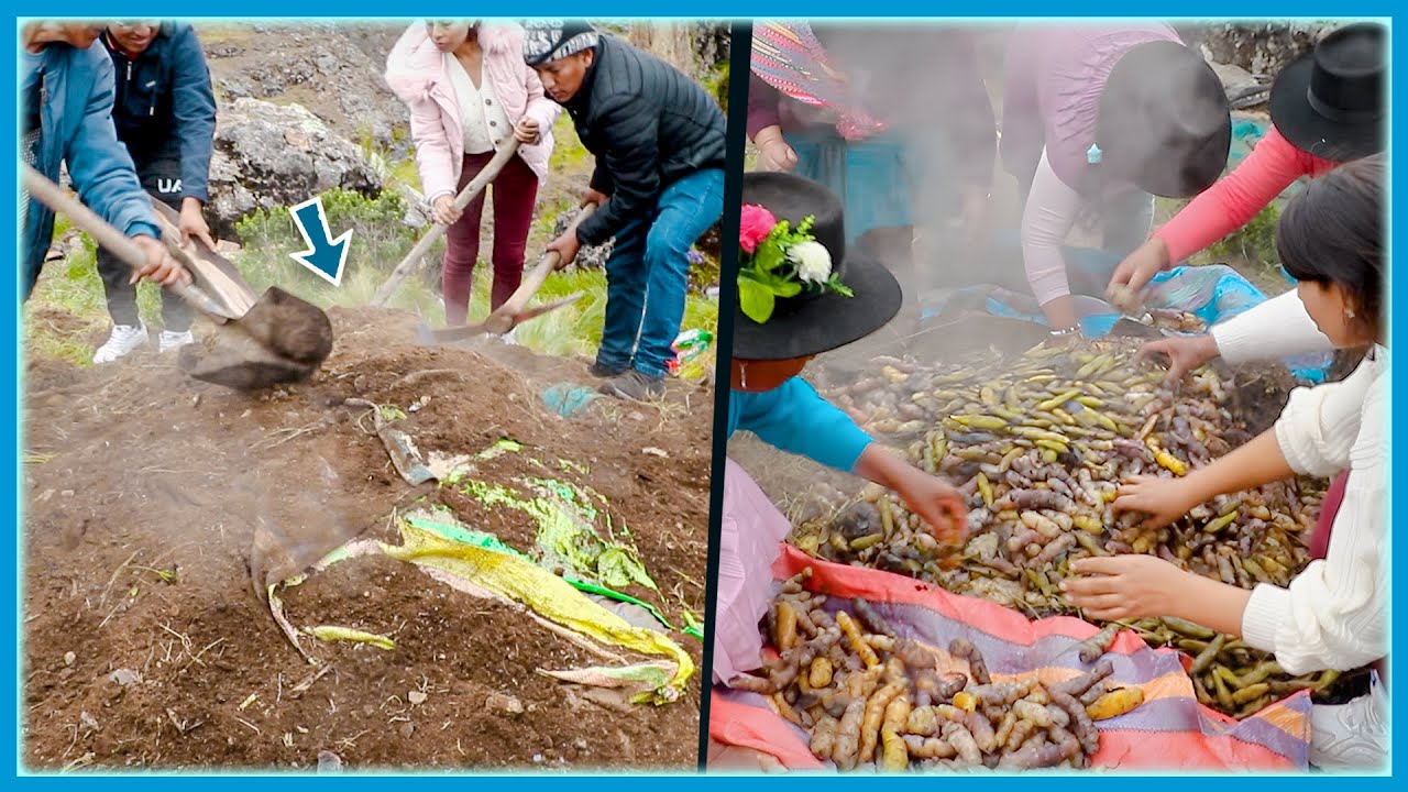 Así se PREPARA la PACHAMANCA a la TIERRA en HUANCAVELICA😋🍲