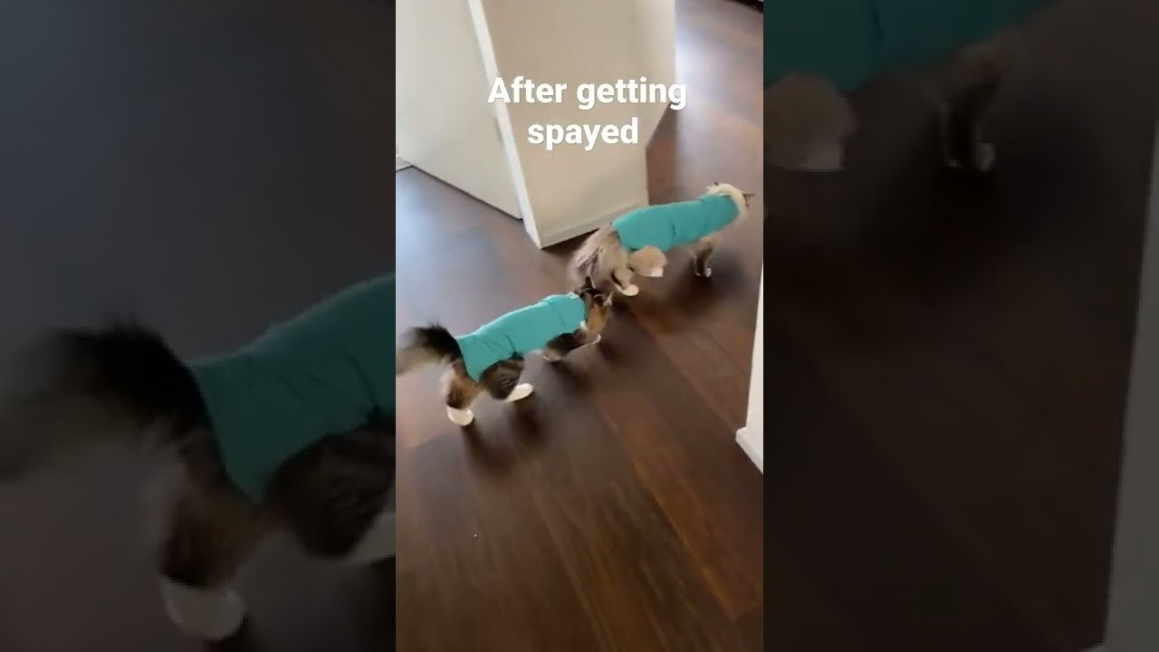 🐈🐈&zwj;⬛Cute cats on drugs after spay surgery 🐈🐈&zwj;⬛#cats #catshorts