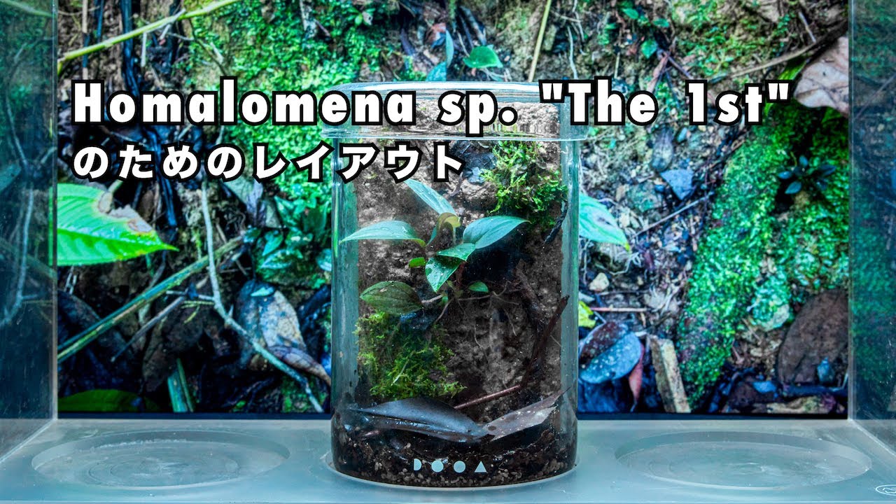 自生地を再現するミニレイアウト／ホマロメナはどんな風に生えているのか？《 Homalomena sp. “The 1st”のためのレイアウト》【現地解説②】【パルダリウム】
