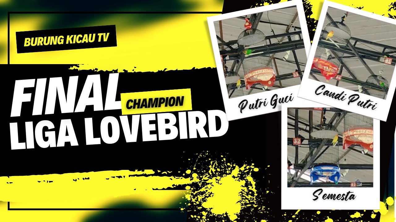 PERTARUNGAN SENGIT 3 BURUNG BETINA FIGHTER DURASI KRETA || FINAL LIGA CHAMPION LOVE BIRD