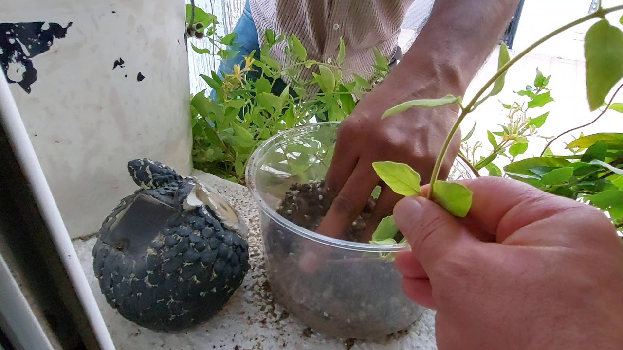 يعقوب الجليجل _ افضل طريقة لاكثار الياسمين العراقي / العراتلي /Japanese honeysuckle