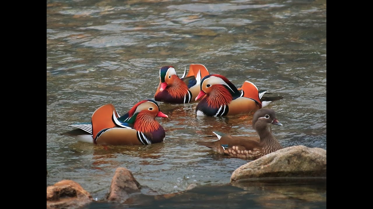 日野川のオシドリ (15-Feb-2014) Mandarin duck