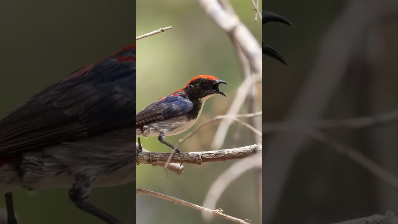 Cambodia Bird Tours #birdsofchina #birds #wildlife