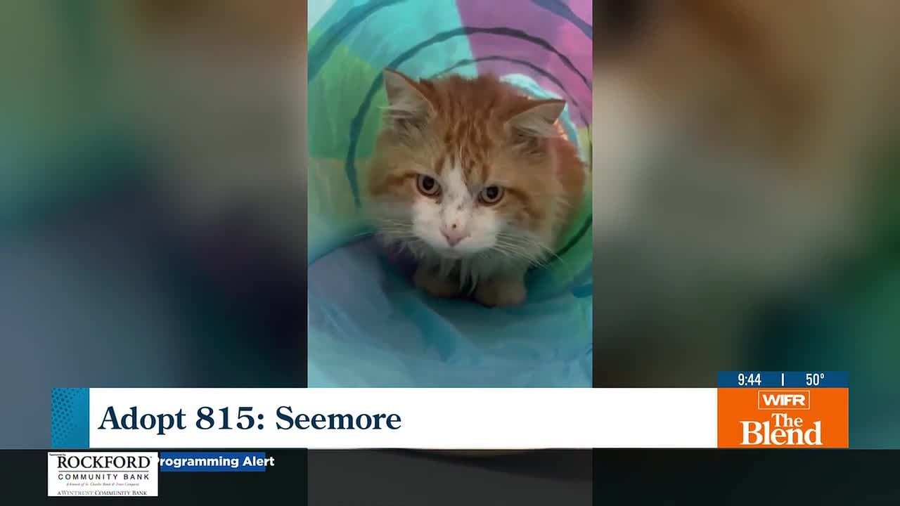Adopt 815: Meet ‘Seemore’