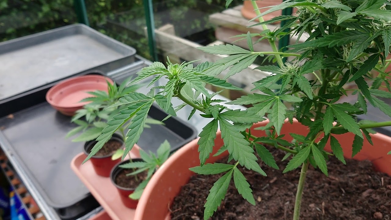 Stardawg Auto flowering 72 days