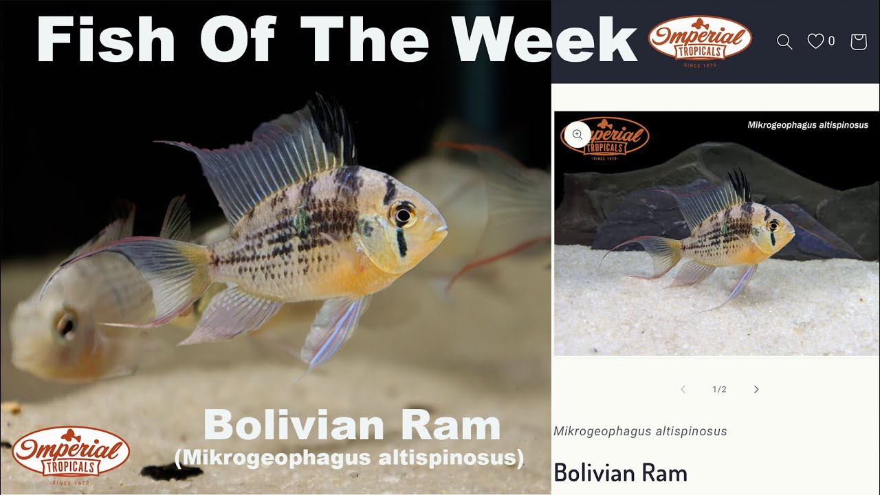 Bolivian Ram (Mikrogeophagus altispinosus)