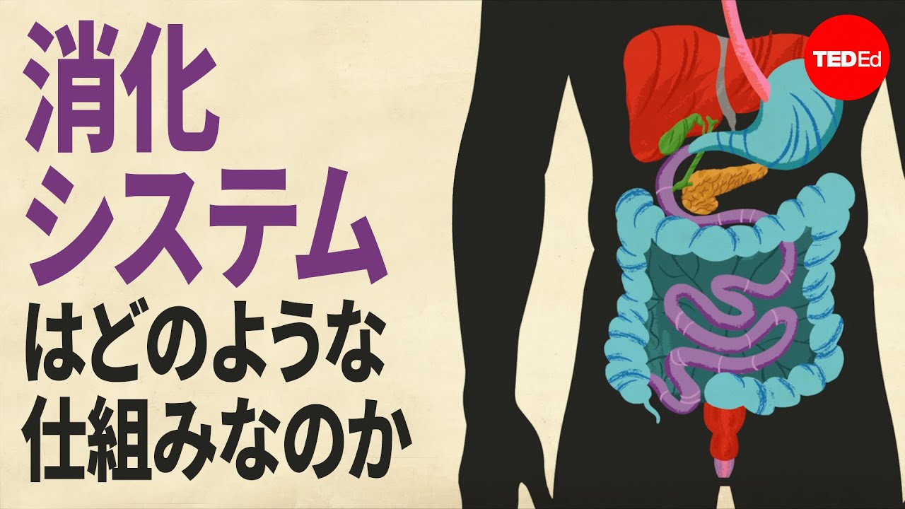 消化システムはどのような仕組みなのか？ - エマ・ブライス