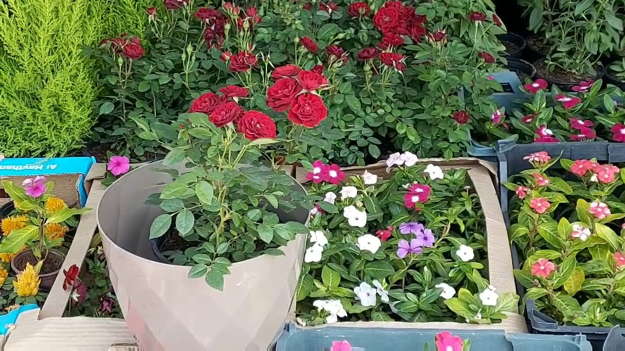 Going to Ajman Nursery/Pak Dubai Food Hina