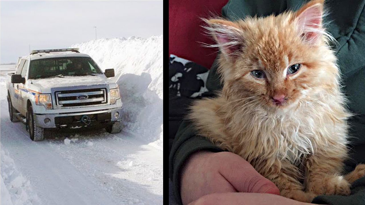Policeman Saves A Kitten Frozen In Chunk of Ice.