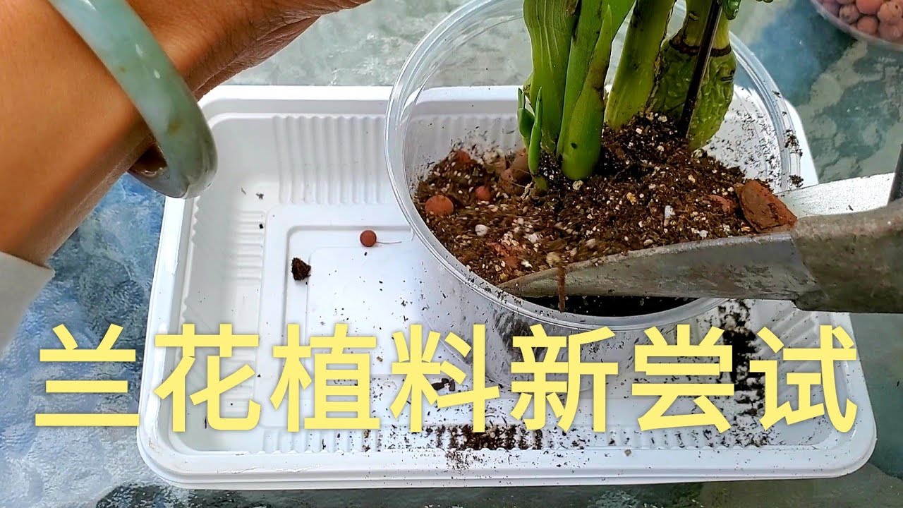 兰花植料新尝试，给紫香兰换盆栽土 Zygopetalum