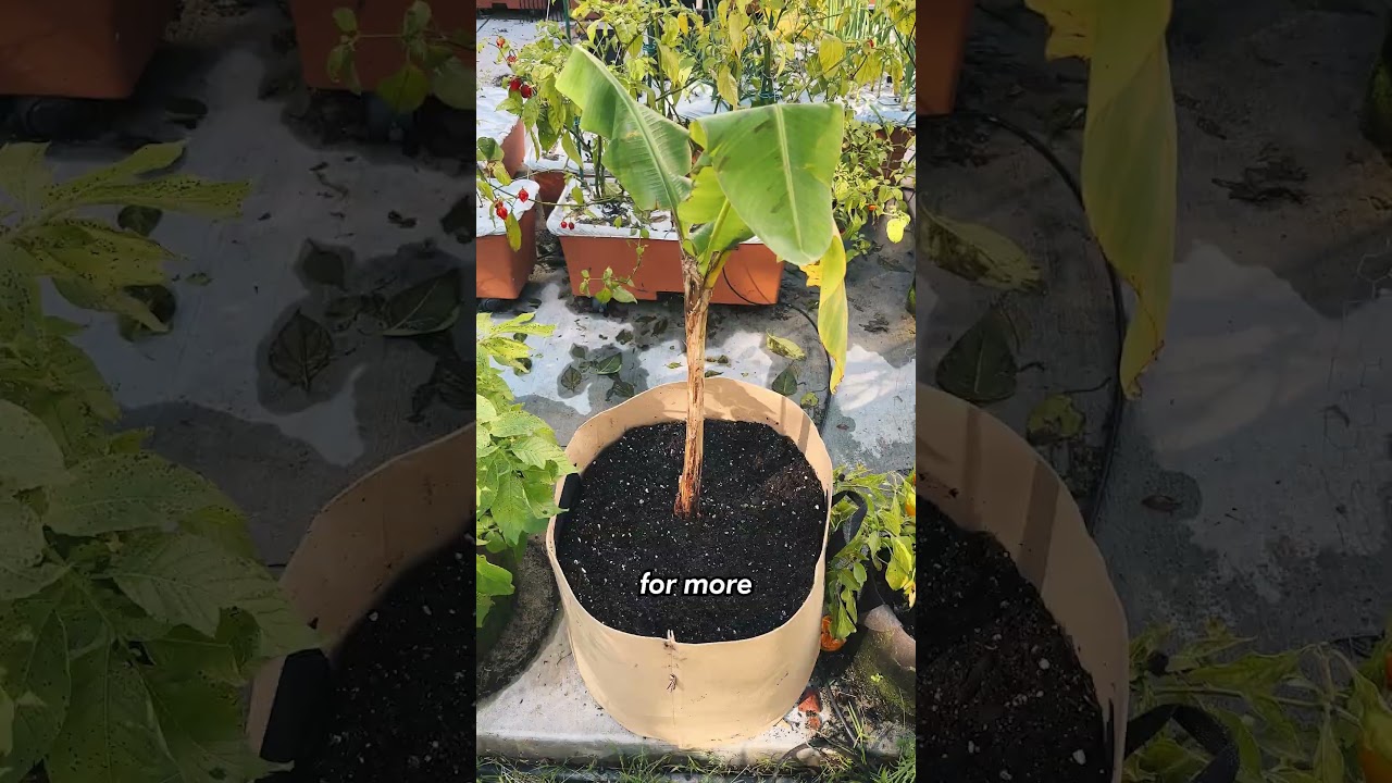 Gardening Isn't Just For Yards - Urban Gardening 101 #urbangardening #containergardening