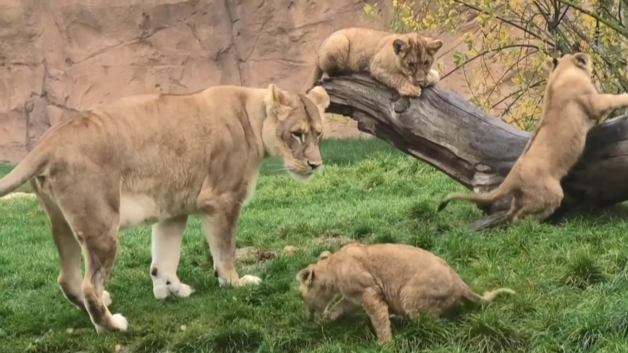 パパと遊びたいライオンの赤ちゃんと愛妻に会いたいパパ