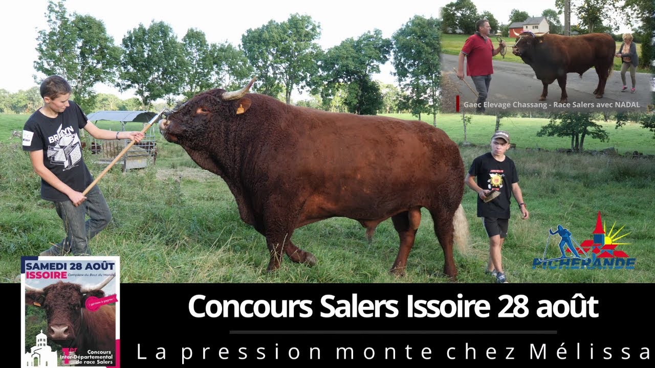 MELISSA prépare ses Salers pour le concours Interdépartemental de la race à Issoire le 28 août.