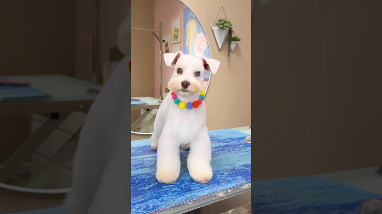 A white schnauzer?!