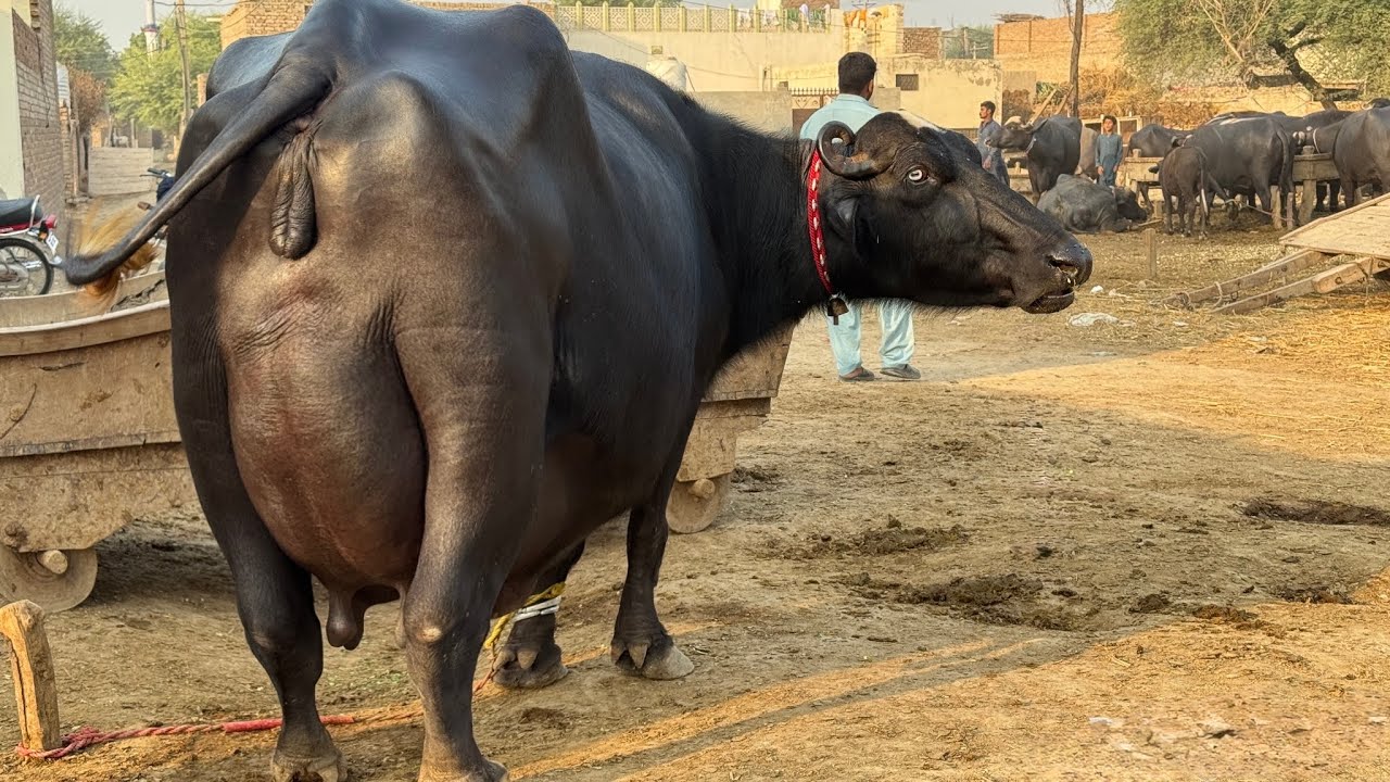 پیورنیلی کی دوجن بھینس دودھ15لیٹربراۓفروخت27جنوری  Top Nilli High Milking buffalo for sale in Punjab