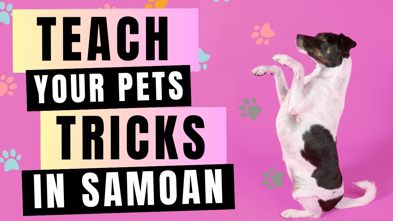 Teach your Pets some tricks in Samoan! Essential Samoan Language Vocabulary for Pet Lovers