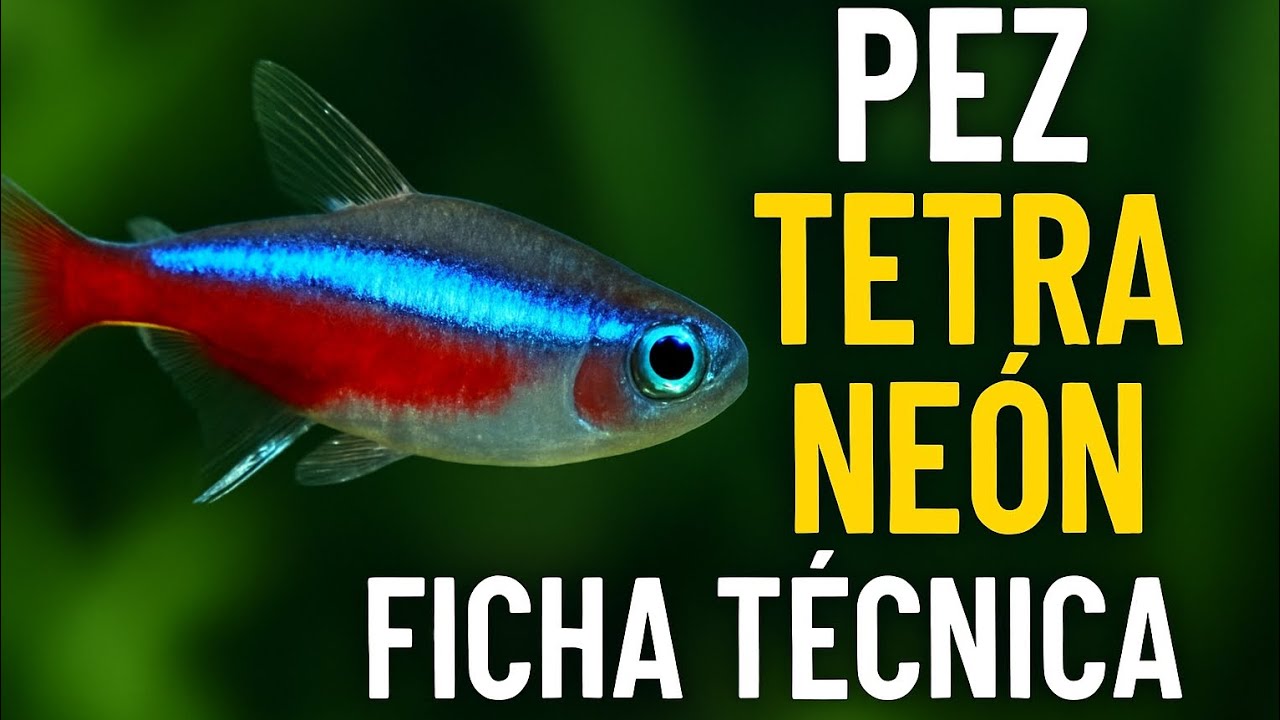 ¡Tetra Neón: El Pez Más Brillante del Acuario! 🐠 Ficha Técnica Completa