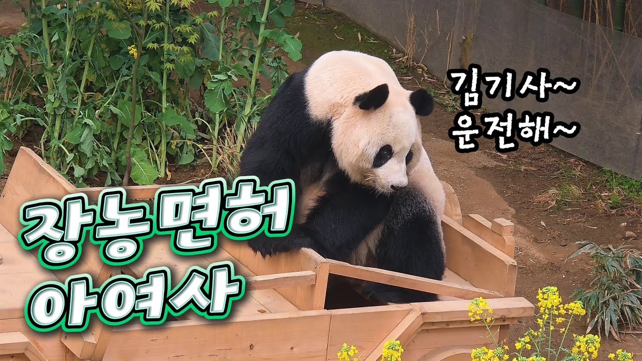 현장영상 🎦장농면허 아여사 | 김기사 운전해~🎦 💕🐼러바오🐼아이바오💕 🗓20260318