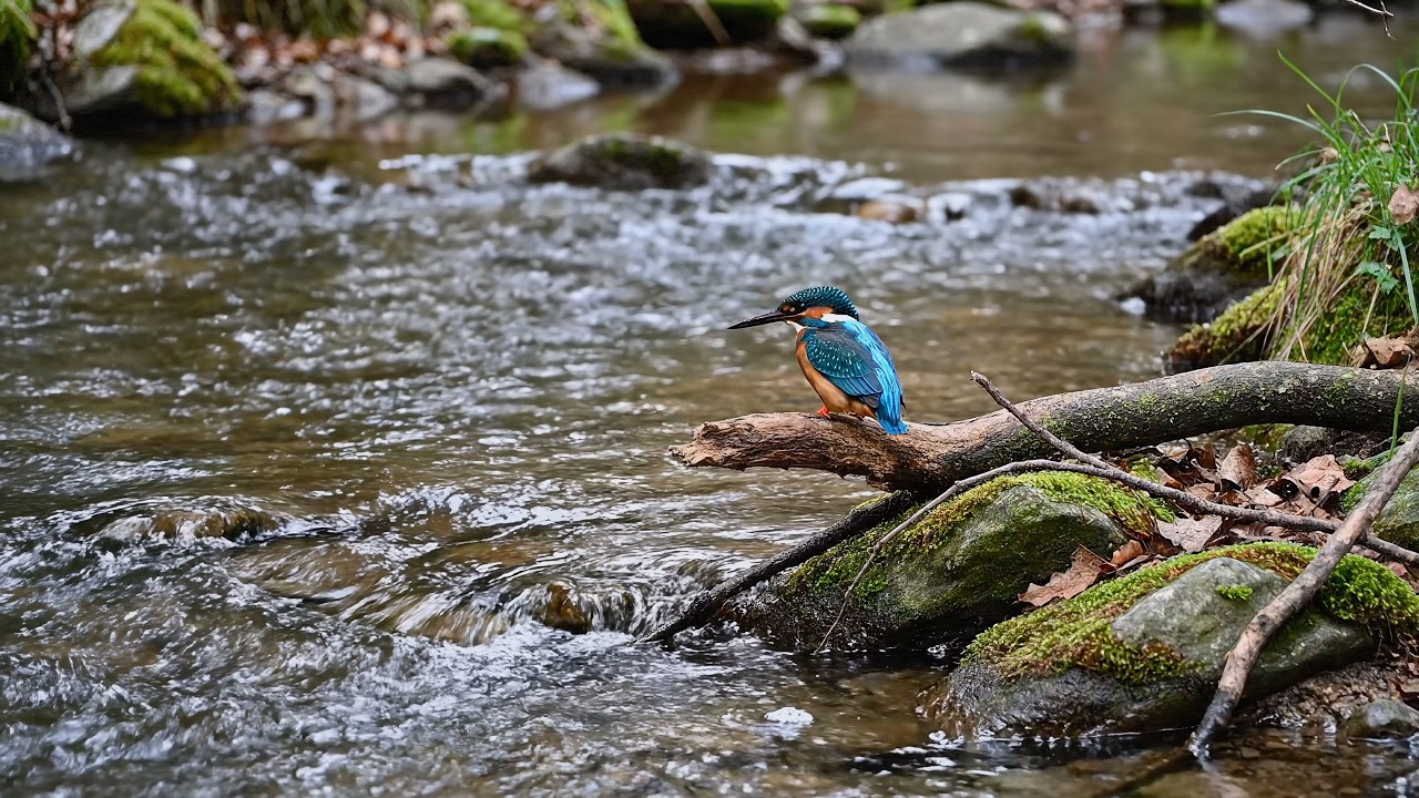 Forest River in 4K | 30 Minutes of Natural Water Flow