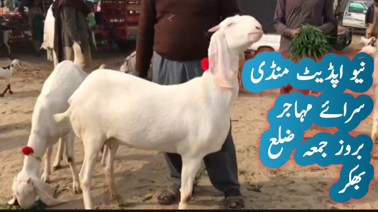 New mandi update saray muhajar jummy ko lgti hai Kamal k janwar aty hn