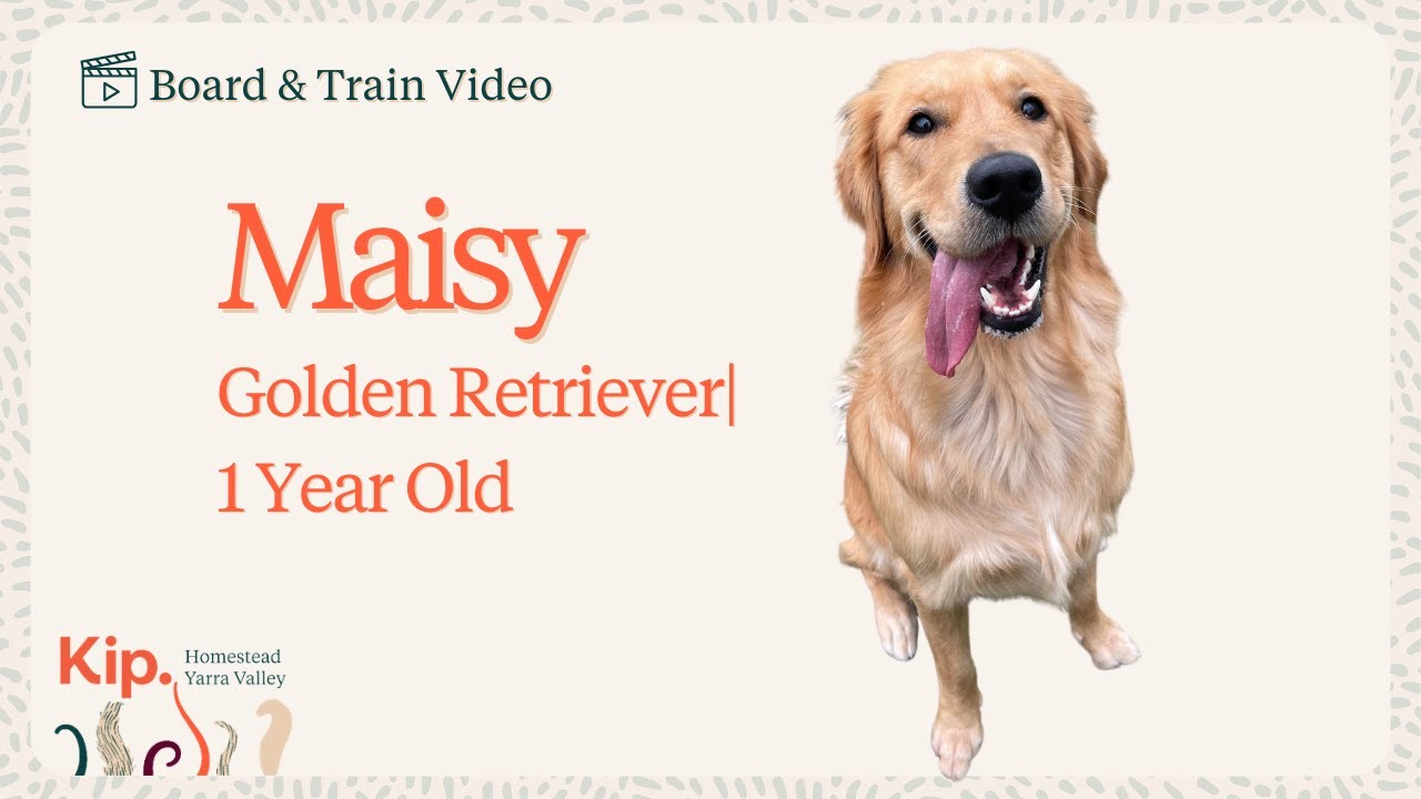 Maisy's Board and Train