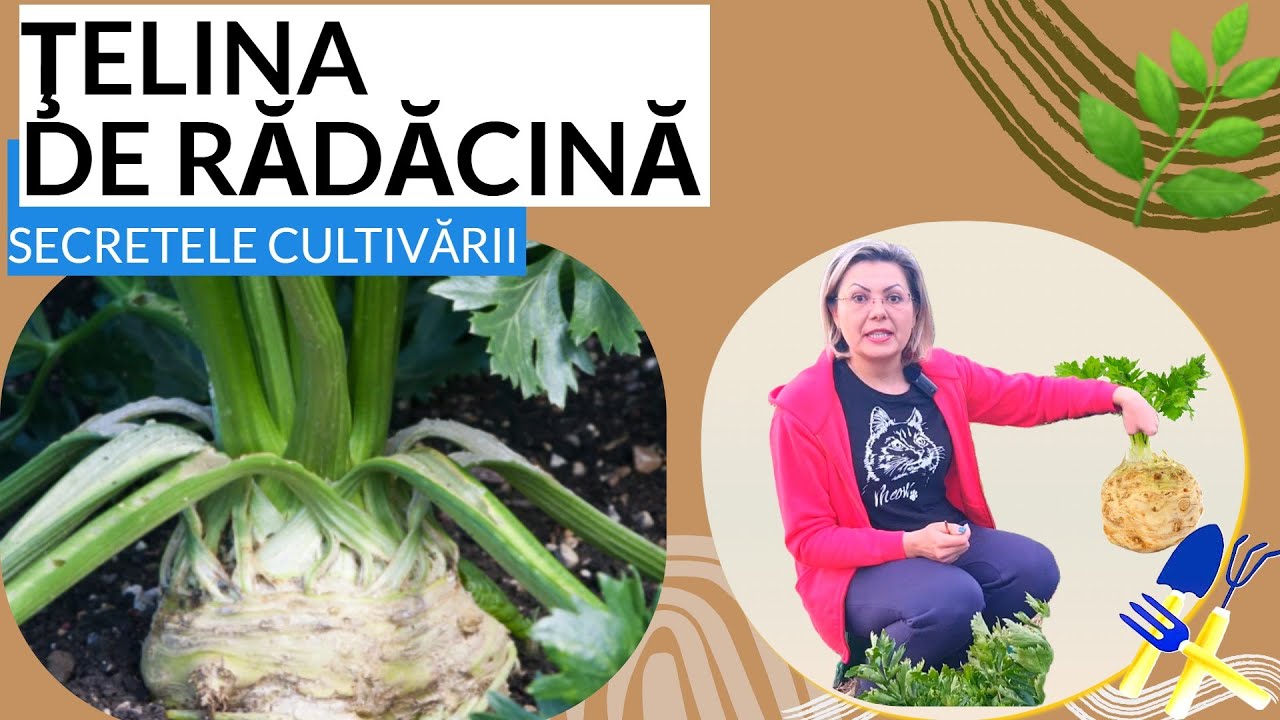 Țelina de rădăcină.  Câteva secrete pentru rădăcini mari și frumoase