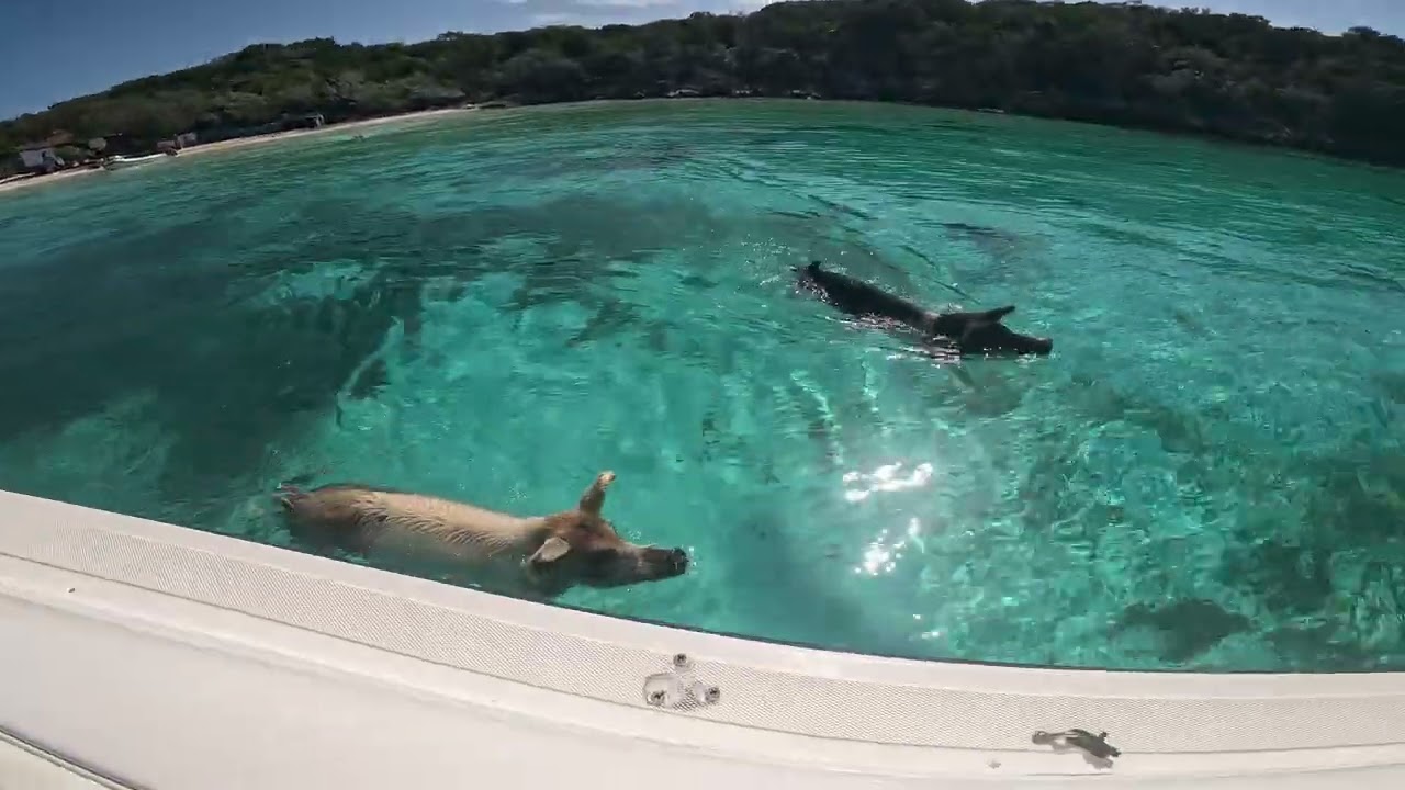 Coastline Adventures Exuma Swimming Pigs Pig Beach Bahamas