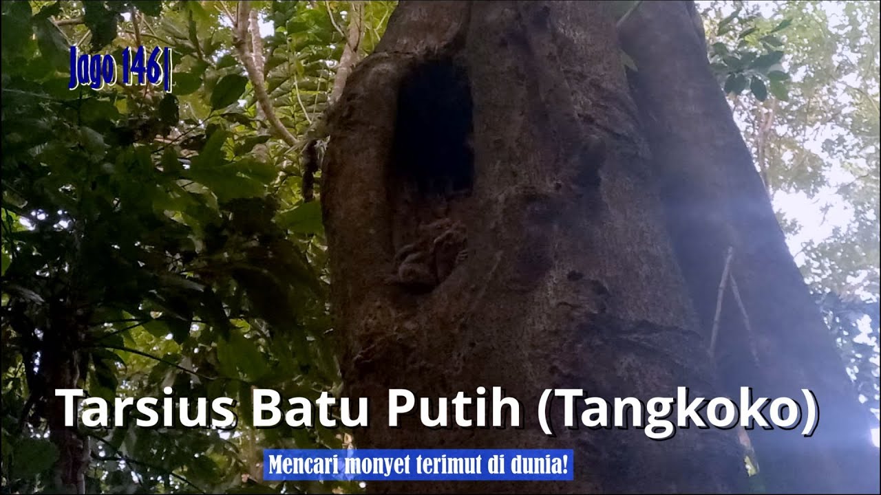 Jago 146| Singgah di TWA Batu Putih Tangkoko, Bitung, sebelum Naik KM Doro Londa ke Ternate