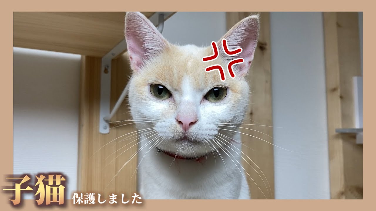 【憤怒】家を奪われガチギレし実力行使にでた白猫