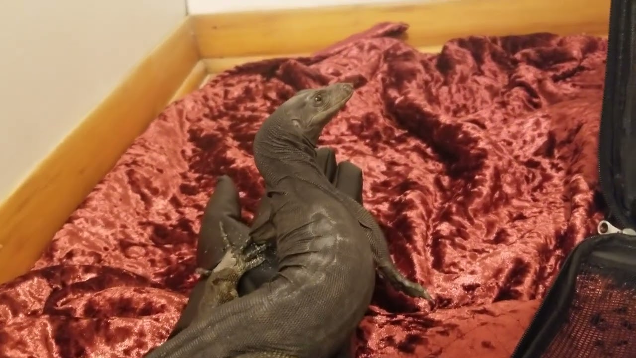 BEWILDERED BLACK DRAGON 1st TIME LOOSE semi tame baby asian water monitor NYX #LIZARD