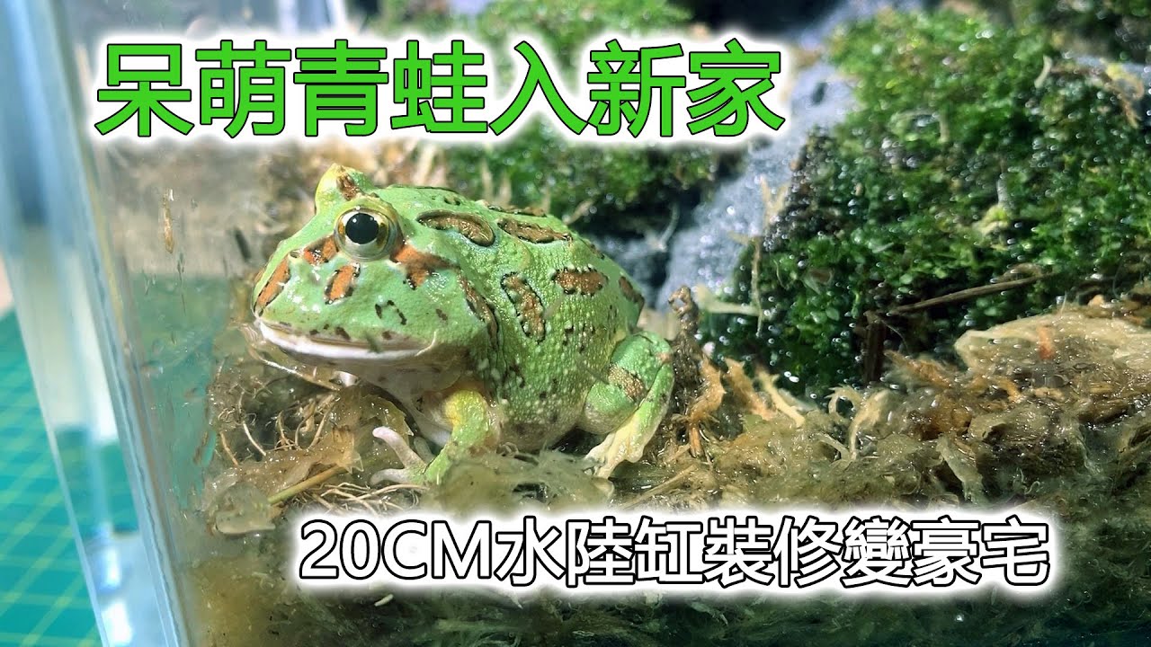 呆萌青蛙入新家，20CM水陸缸裝修變豪宅|Horned frogs（pacman frog） move into their new home.