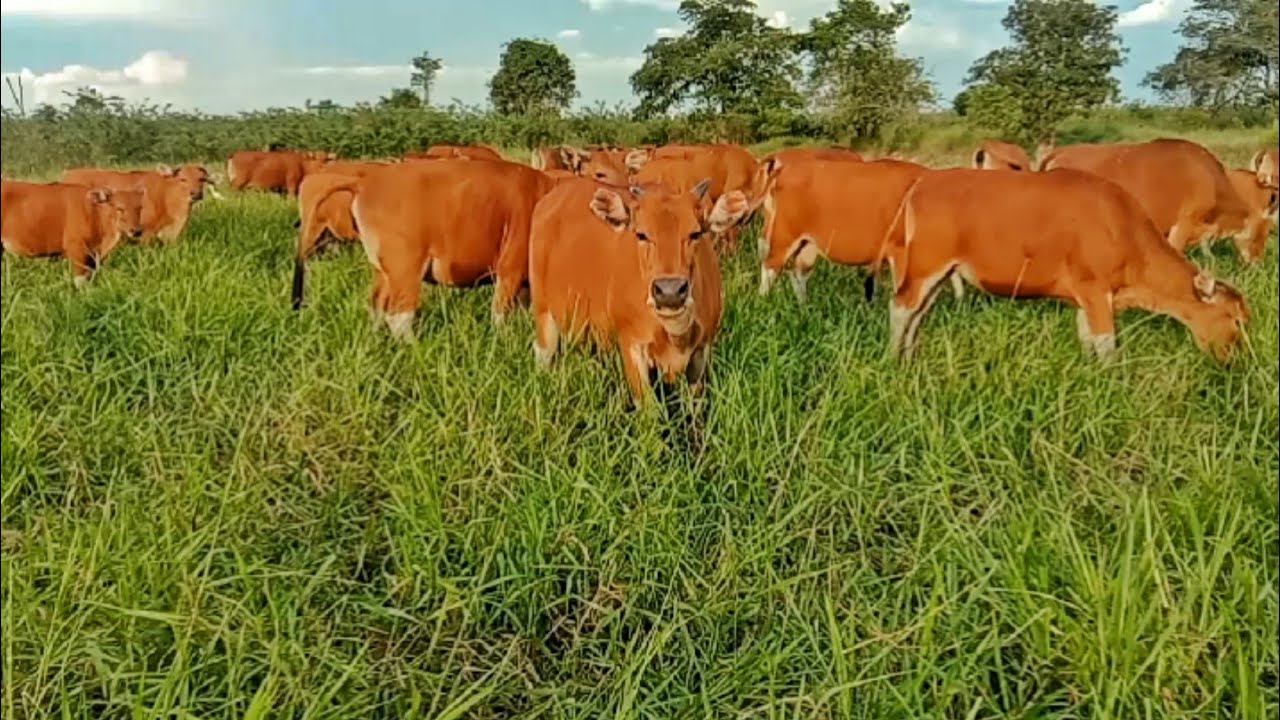 Beli Sapi Dara 1 Ekor, 4 Tahun Pelihara Jadi 8 Ekor #sapibali #sapilokal #peternaksapiindonesia