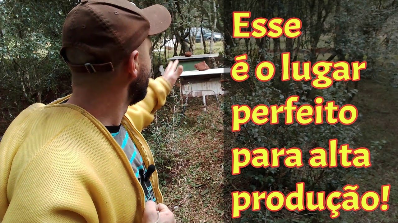 Onde montar o apiario? Para alta produção de mel