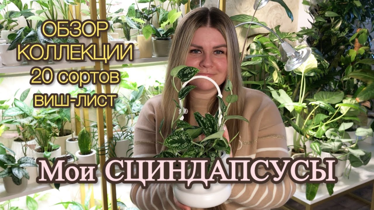 МОИ СЦИНДАПСУСЫ | Обзор коллекции #комнатныерастения #сциндапсус  