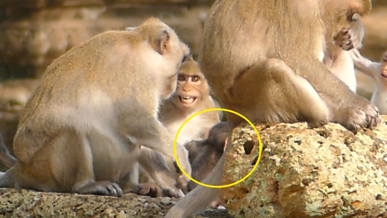 JANE Monkey Be Careful So Much And Make JANNA Monkey Cry Temper Horribl JANE Defeat Her Plan.