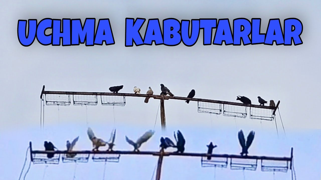 UCHMA KABUTARLAR QORA ZOG' ANDIJON PARODA SIZAK fly pigeons летает голуби учма кабутарлар