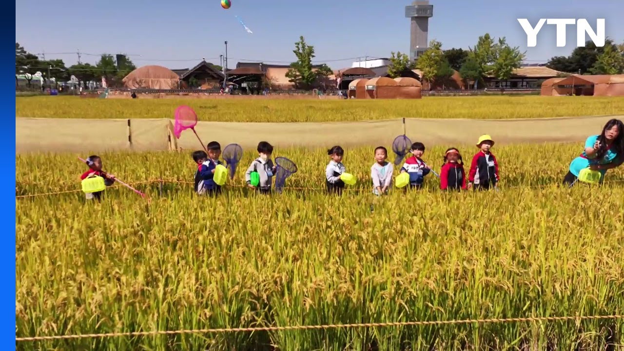 가을 정취 가득 곡창 지대 김제...지평선 축제 개막 / YTN