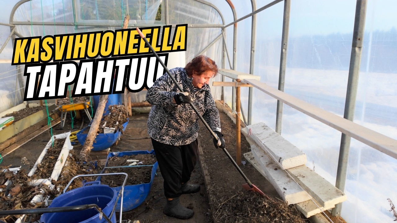 Kasvihuoneen kevätsiivous - Ensimmäiset maissit multaan!