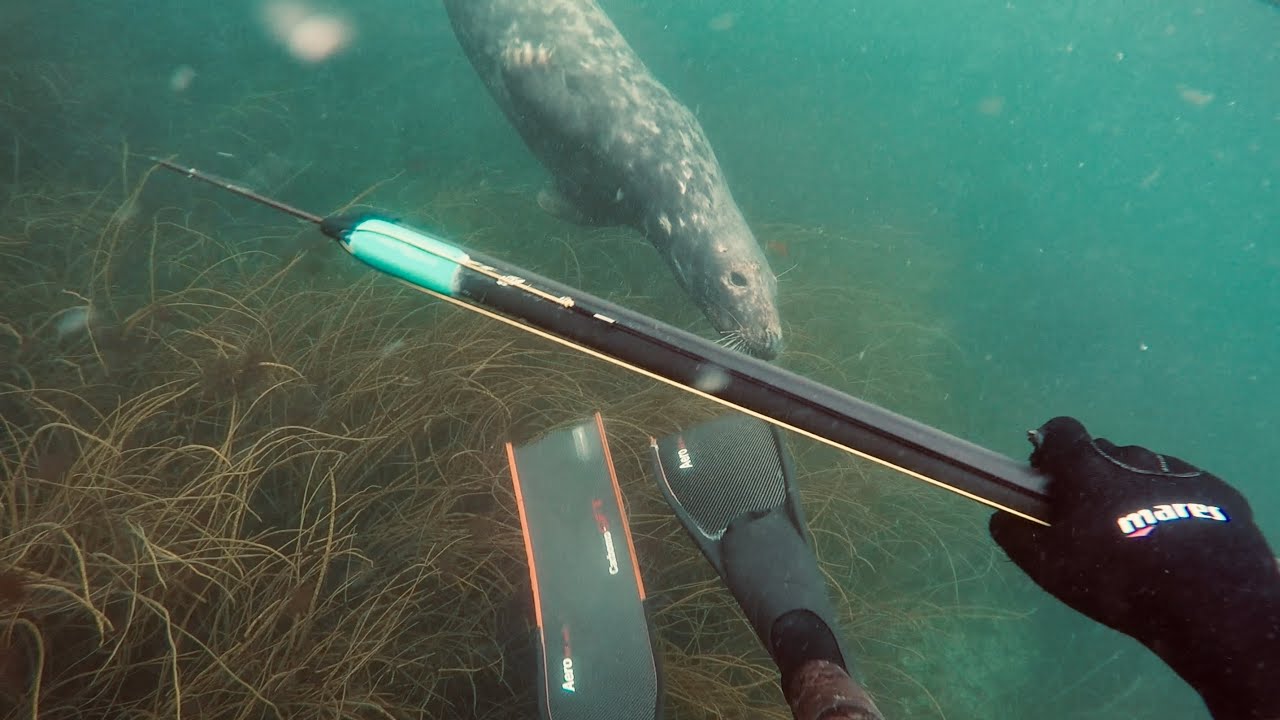 DORADE ROYALE ET GROS SARS ! Rencontre avec les phoques, chasse sous marine en Bretagne 2019