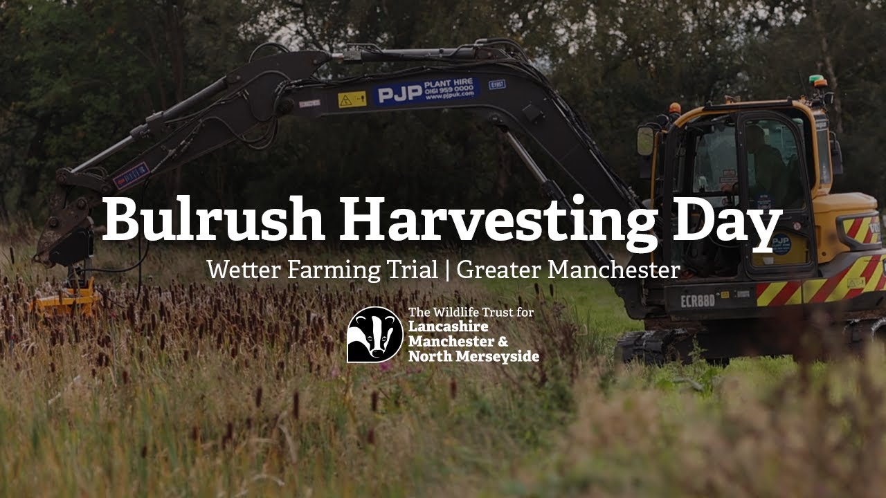 Bulrush harvesting day at our wetter farming trial on Chat Moss