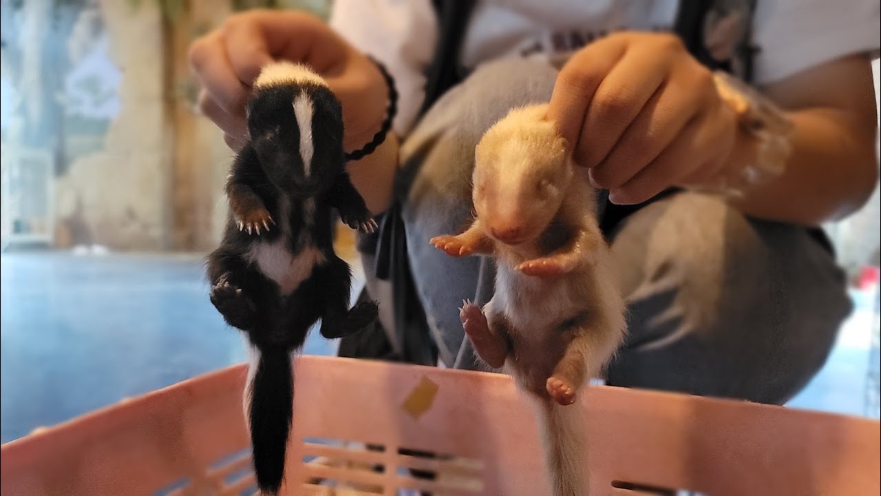 심장주의하세요! 갑자기 아기스컹크가 태어났어요!