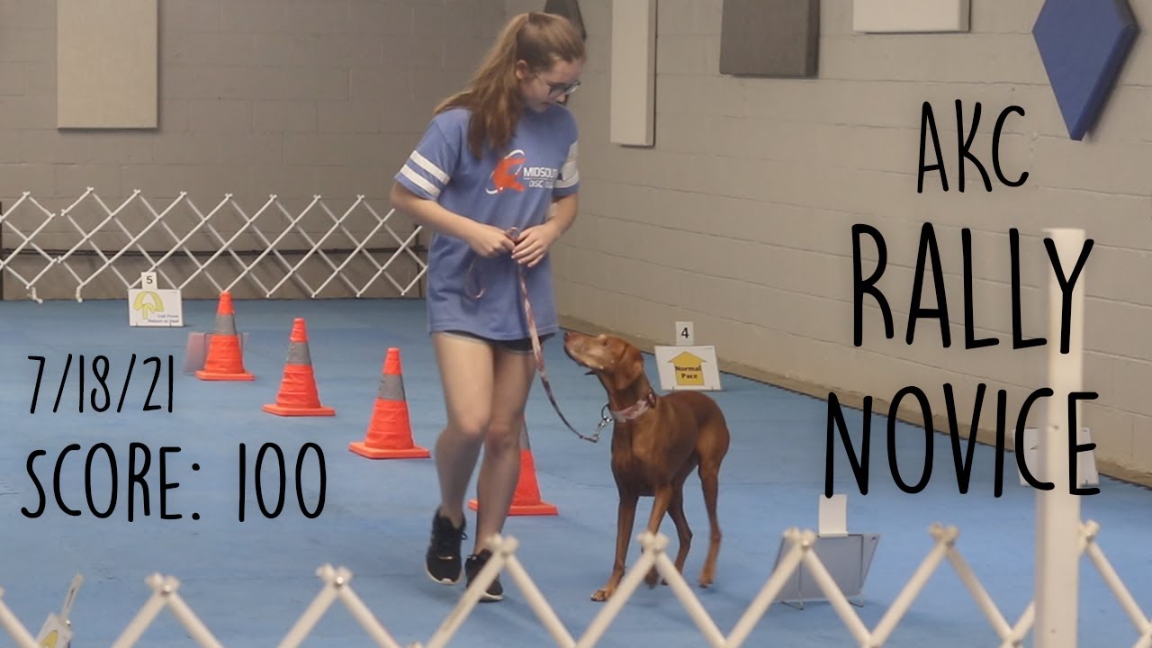 AKC Rally Novice B: Score 100 & 1st Place 7/18/21 - Jersey the Vizsla