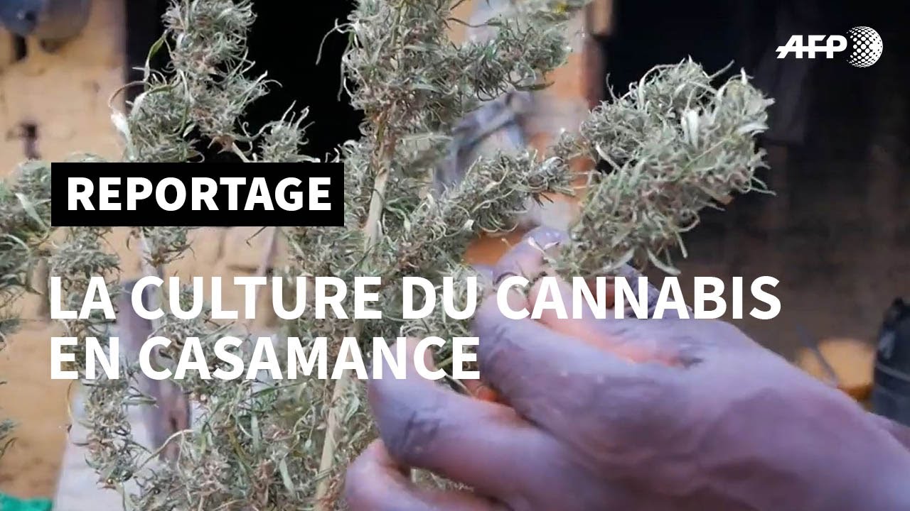 Le cannabis, pain bénit d'un coin reculé du Sénégal | AFP Reportage
