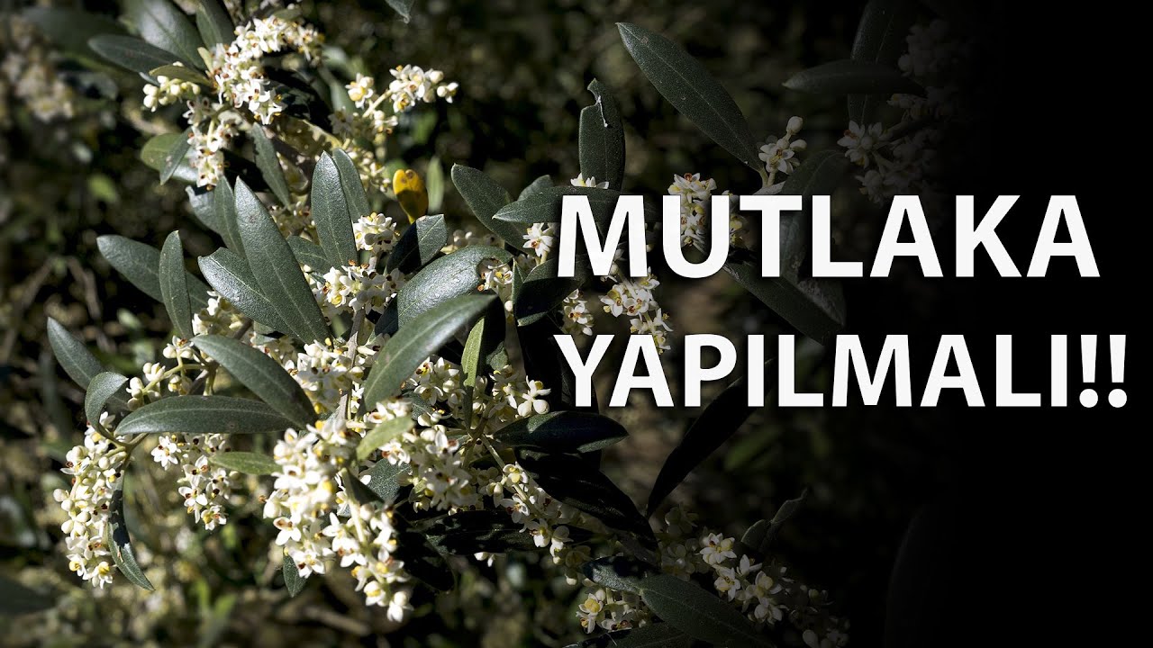 Zeytinde Çiçek Öncesi ve Sonrası Yapılacak Uygulamalar